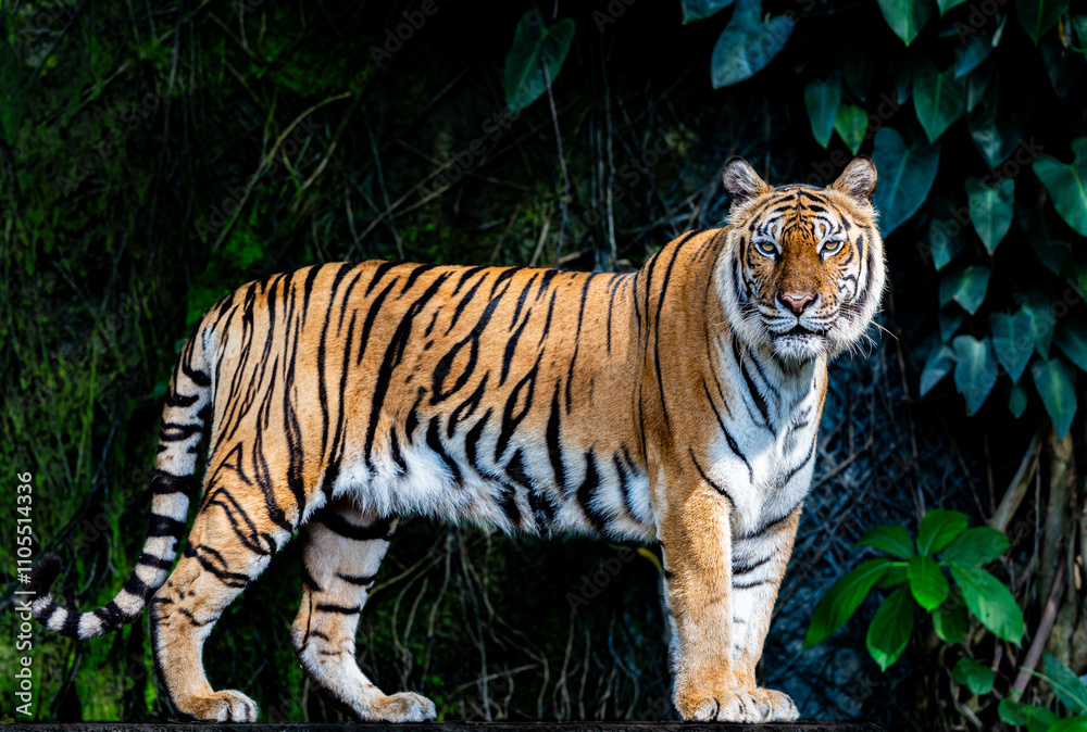 Tigers, wildlife conservation animals, near extinction Tigers, wildlife conservation animals, near extinction
