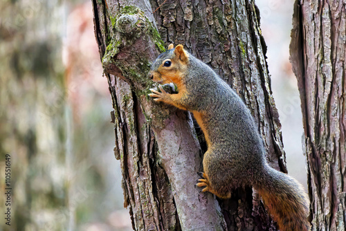 The fox squirrel (Sciurus niger), also known as the eastern fox squirrel or Bryant's fox squirrel. 