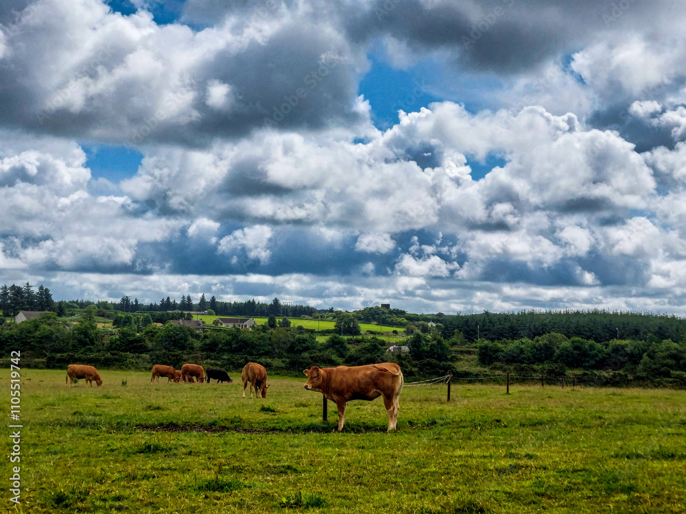 A cow grazing in a field and looking to the left with farmhouses in the background in the distance and blue sky with clouds