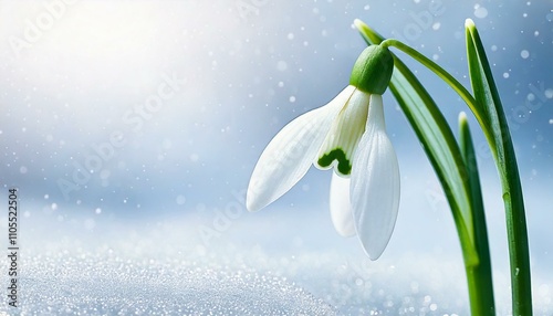 A close-up of a snowdrop flower emerging from fresh snow, set against a softly blurred snowy background