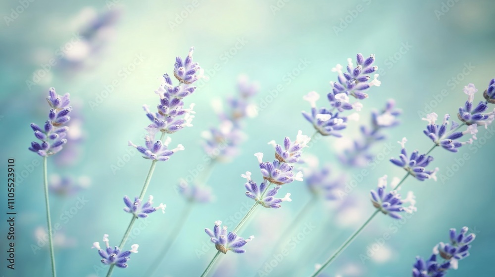 Naklejka premium Elegant layout of lavender flowers on a light blue background, a touch of nature with soft shadows, spacious copy space