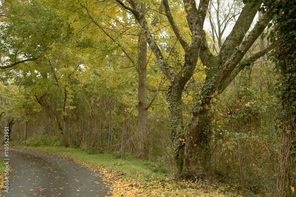 Fototapeta premium 兵庫県加西市網引町・周遍寺山道