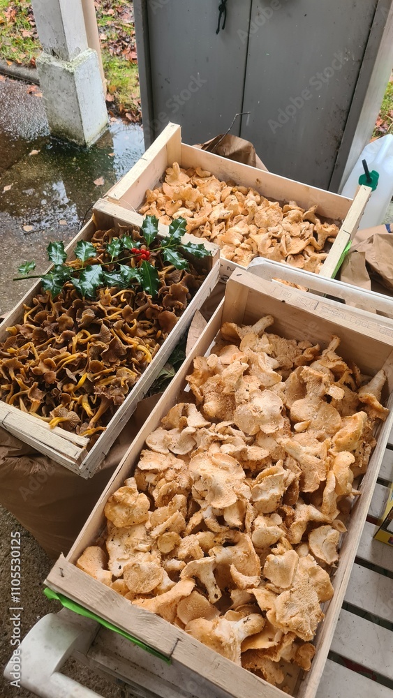 Une belle cueillette de pieds de mouton et de chanterelles à l'automne Une belle cueillette de pieds de mouton et de chanterelles à l'automne