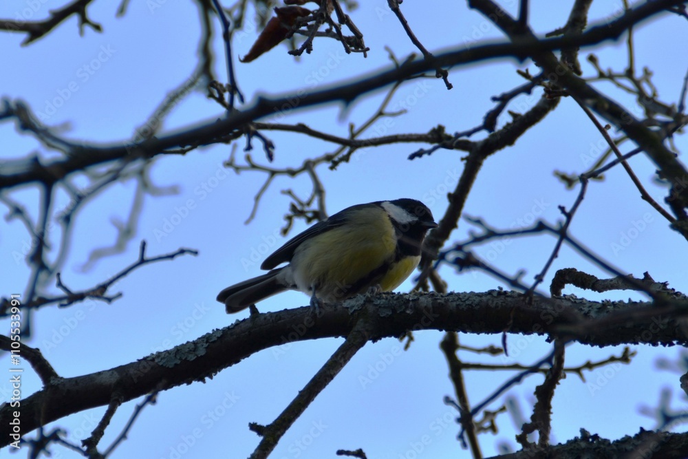 A great tit is sitting on a tree in autumn day. A great tit is sitting on a tree in autumn day.