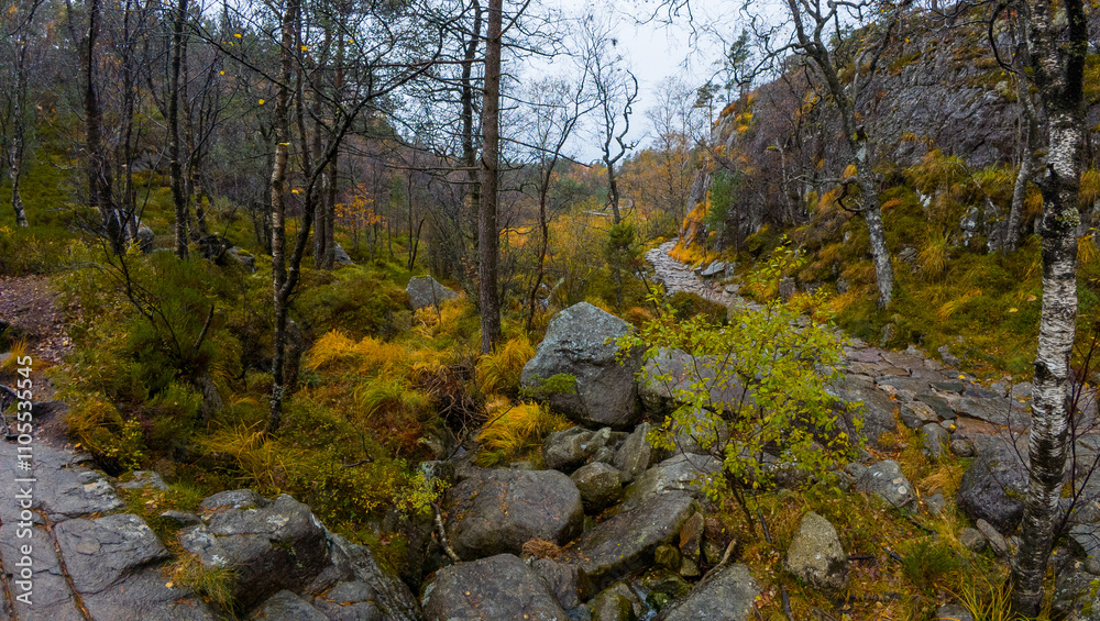Autumn Forest with Rocky Path and Bare Trees Autumn Forest with Rocky Path and Bare Trees