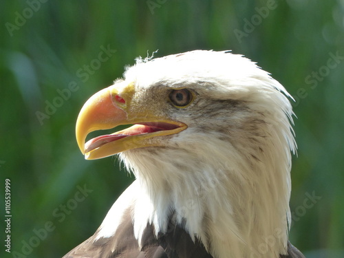 portrait of a eagle