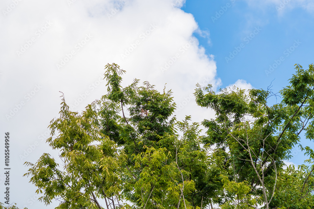 Obraz premium 空に向かう緑の葉