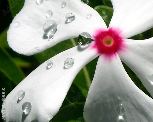 Flower Close-Up, Macro