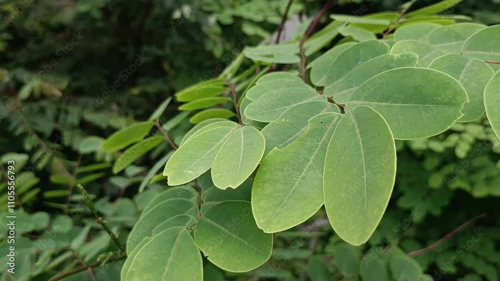 A background of lush green leaves with a natural and calming impression. A background of lush green leaves with a natural and calming impression.
