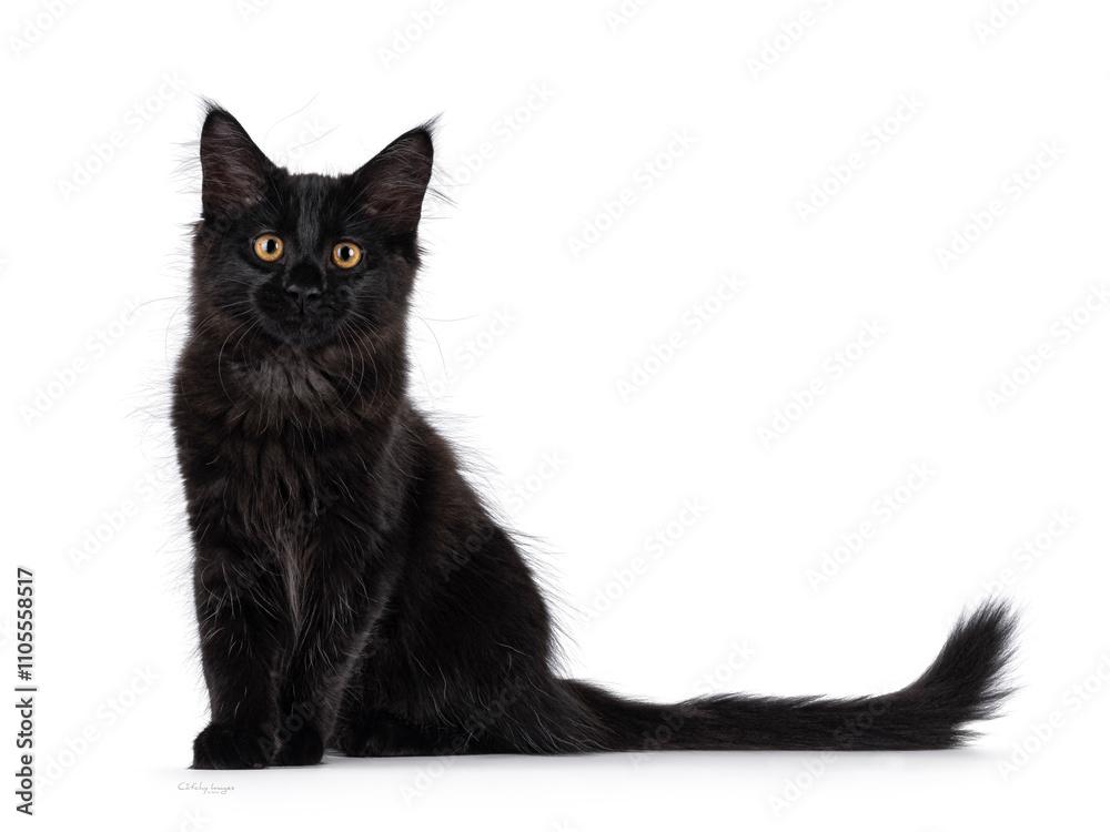 Expressive solid black Maine Coon cat kitten, sitting up side ways. Looking straight to camera. Isolated on a white background. Expressive solid black Maine Coon cat kitten, sitting up side ways. Looking straight to camera. Isolated on a white background.