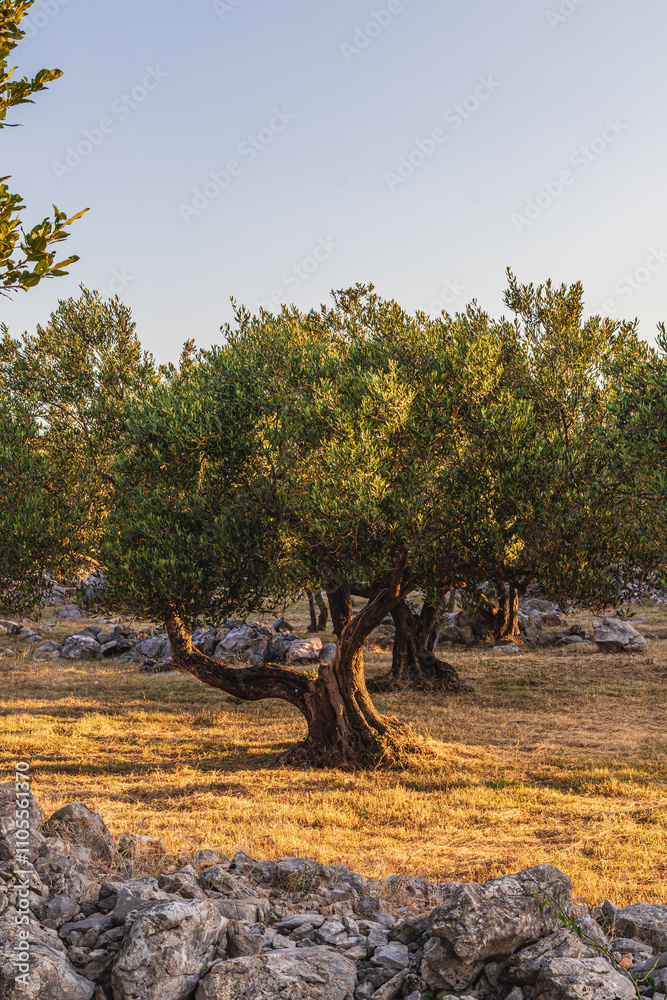 Beautiful olive groves on the rocky plains and slopes of the island of Krk Beautiful olive groves on the rocky plains and slopes of the island of Krk