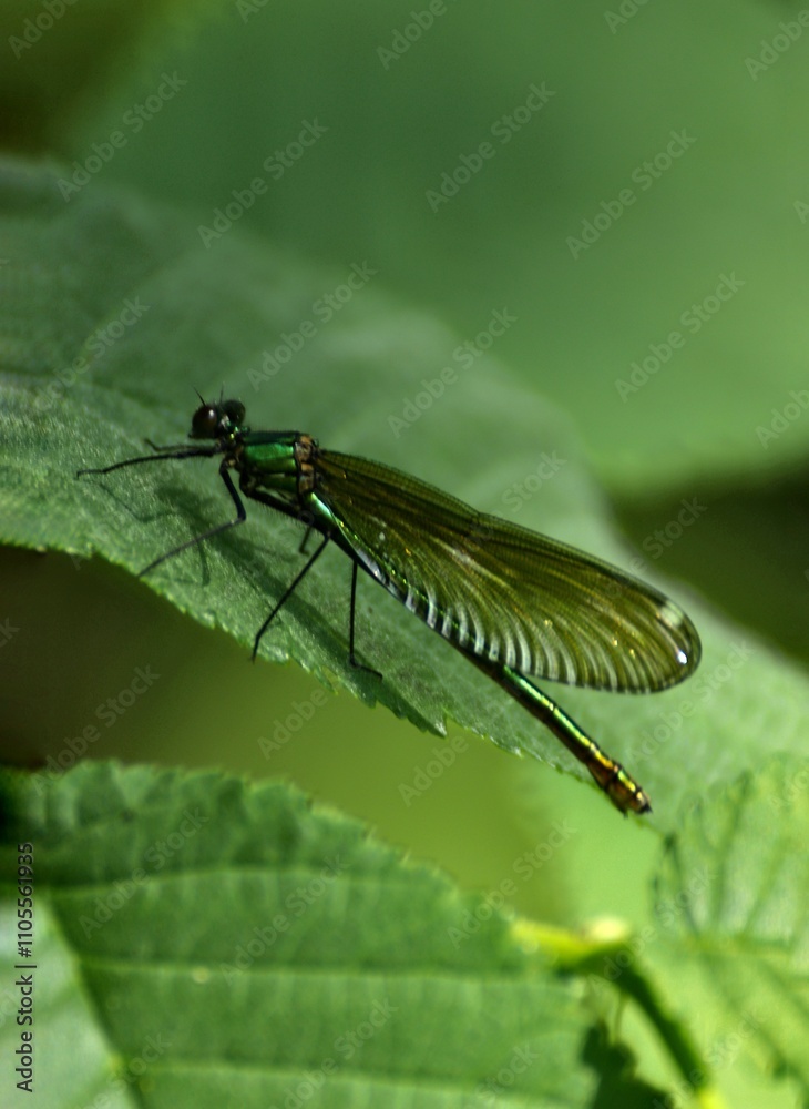 Fototapeta premium dragonfly on a leaf