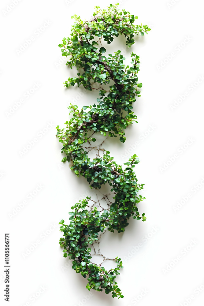 Green Vine Illustration on White Background