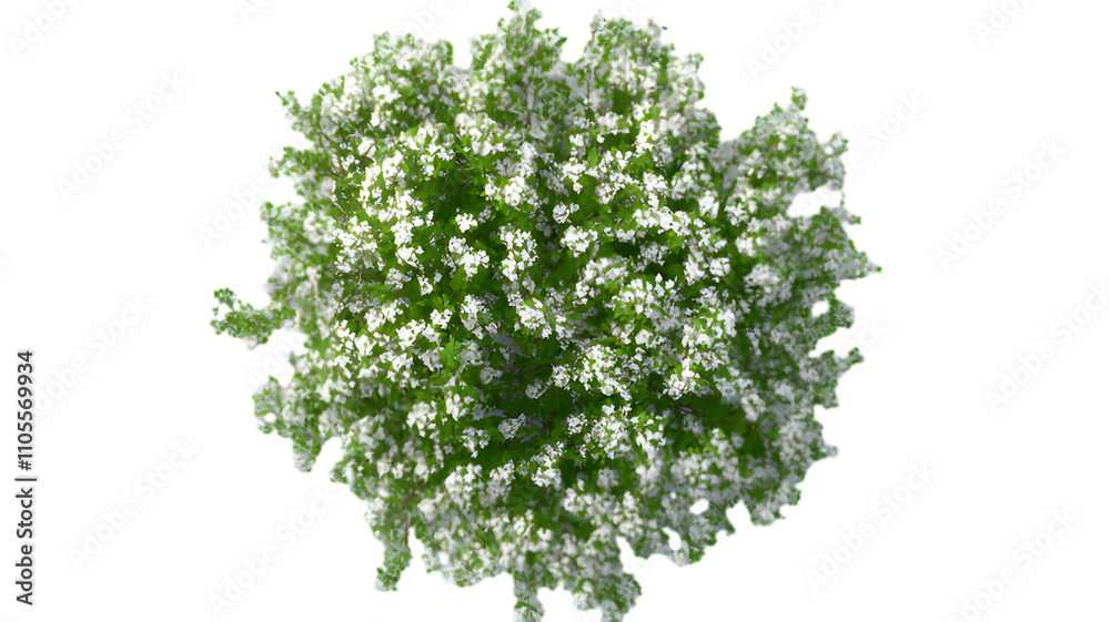 Obraz premium Lush Green Plant with Delicate White Flowers Top View, Perfect for Nature Lovers and Garden Enthusiasts