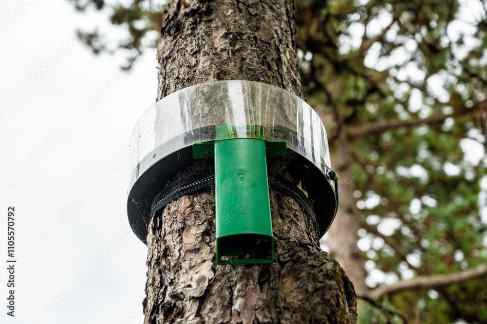 Trap for pine processionary caterpillar on the trunk of a coniferous tree.