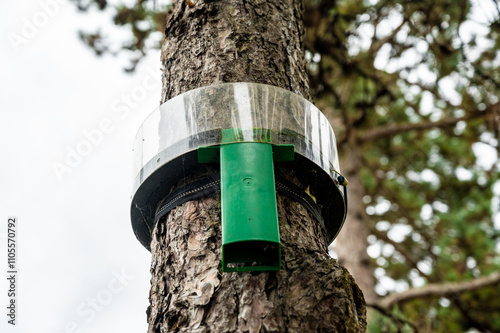 Obraz na płótnie Trap for pine processionary caterpillar on the trunk of a coniferous tree. w salonie