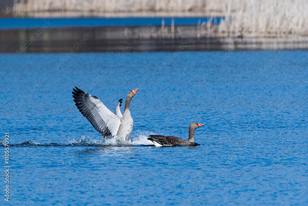 Fototapeta premium Graugans Pärchen während der Balz