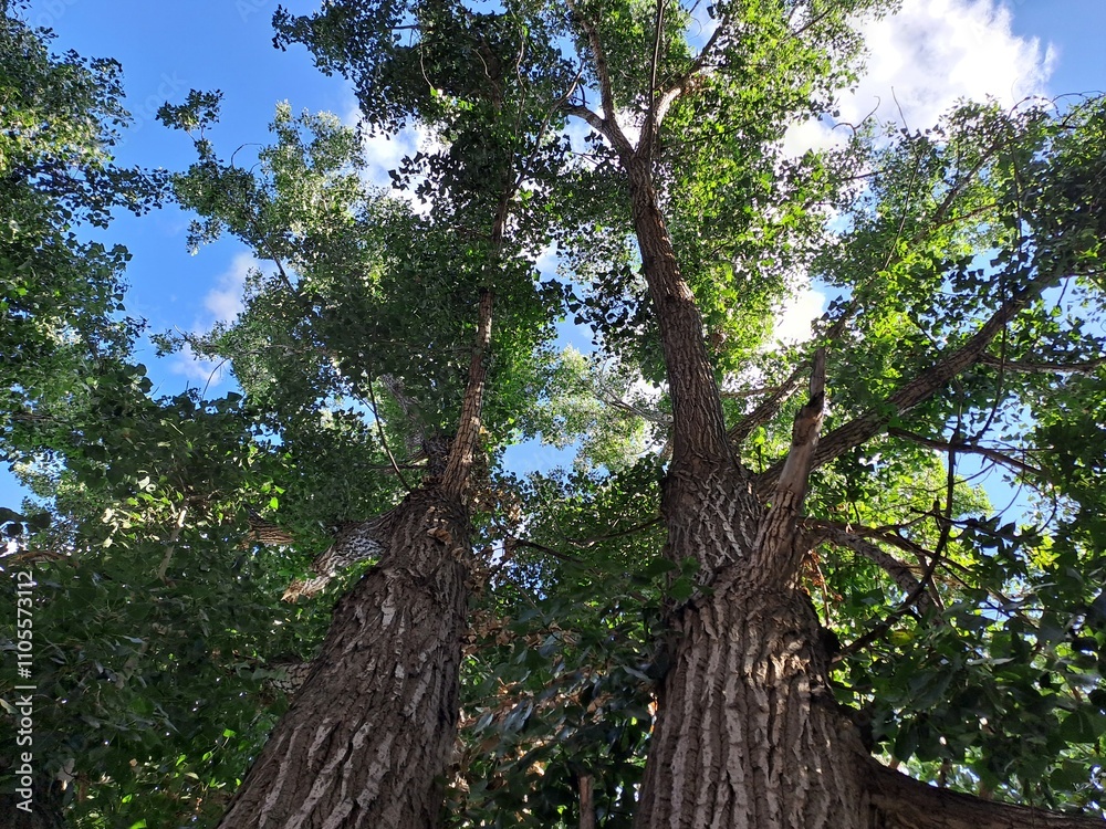 Obraz premium tree in the forest