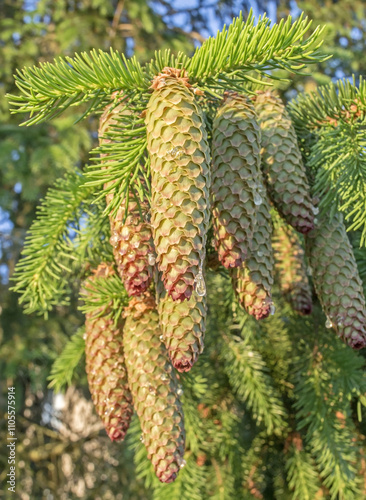 A cluster of cones on a fir tree. Live fir cones in resin at the beginning of the summer season. European spruce (Picea abies).