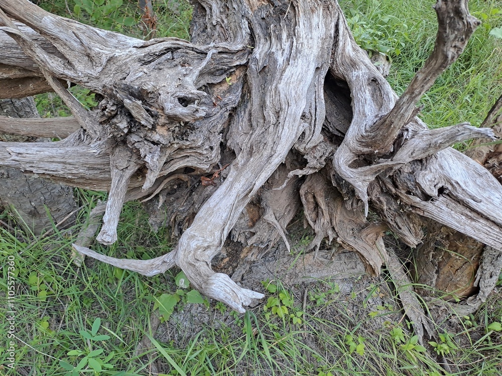 roots of a tree roots of a tree