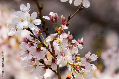 東京都内の満開の桜のクローズアップ