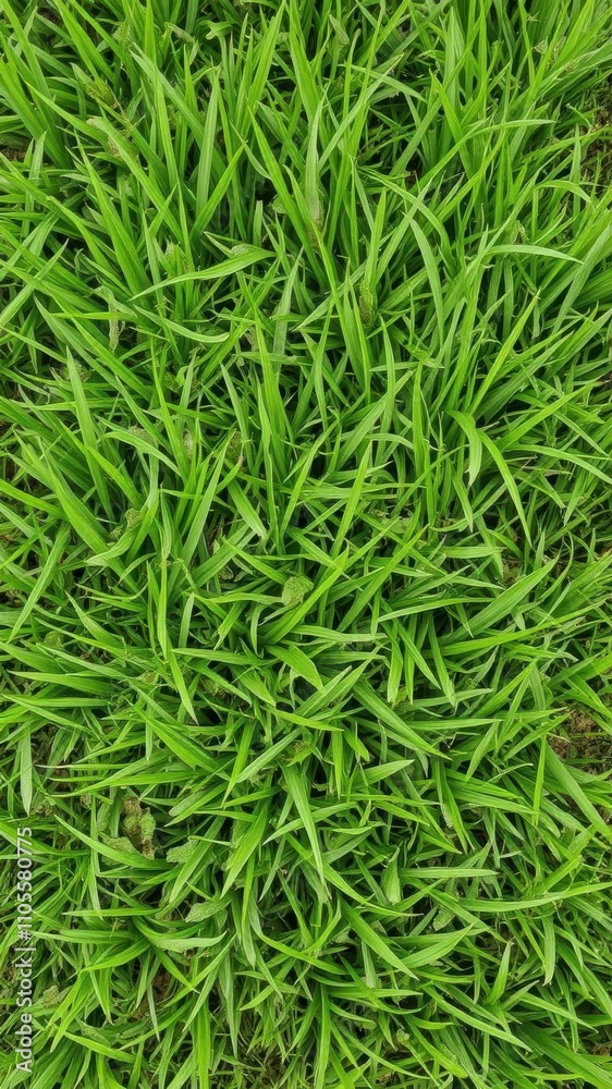 Lush green grass texture perfect for background or design element, element Lush green grass texture perfect for background or design element, element