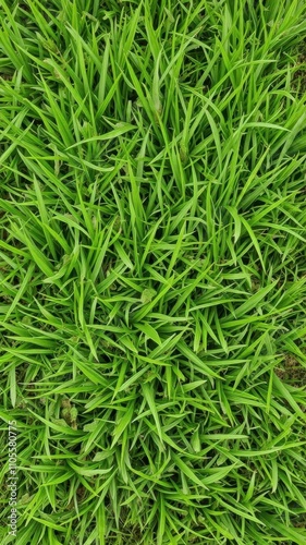 Lush green grass texture perfect for background or design element, element