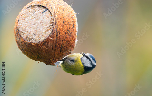 A delightful close-up of a Eurasian blue tit (Cyanistes caeruleus) hanging on a coconut filled with suet and seeds, gazing directly into the camera, capturing a perfect winter feeding moment