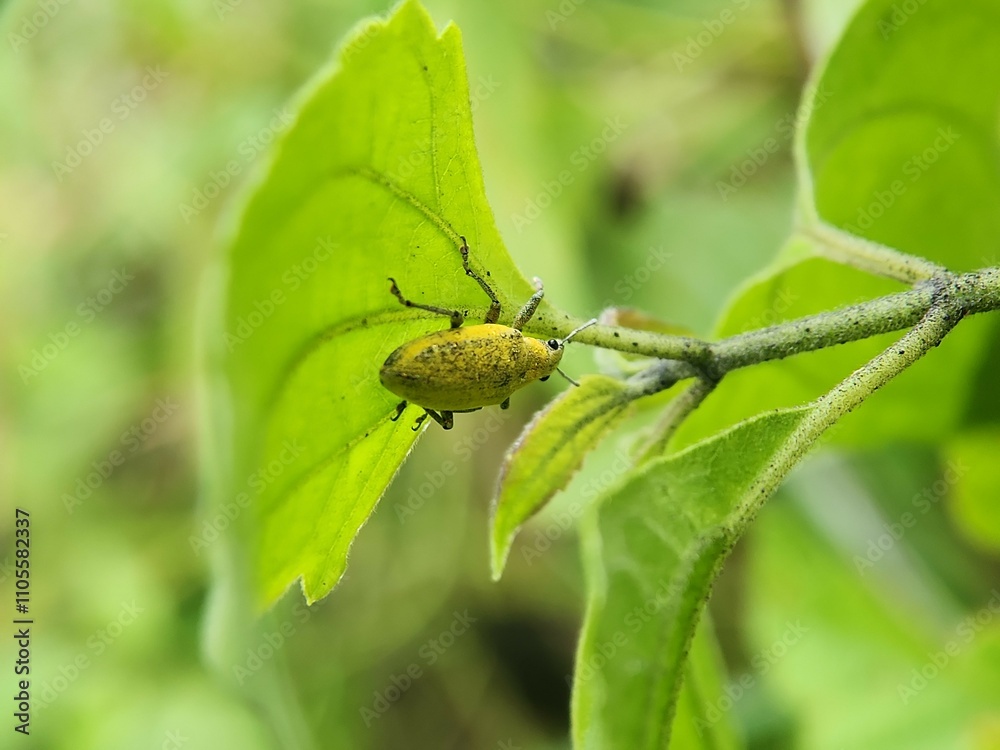 Naklejka premium Gold-dust Beetle (Gold-dust Weevil) Hypomeces squamosus
