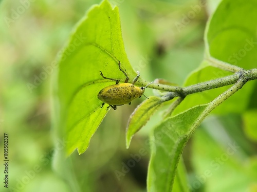 Gold-dust Beetle (Gold-dust Weevil) Hypomeces squamosus photo