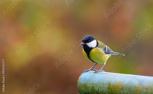 Obraz na płótnie A stunning image of a great tit (Parus major) perched on a metal pipe, preparing to take flight, with a vibrant autumn backdrop in shades of red and brown w salonie