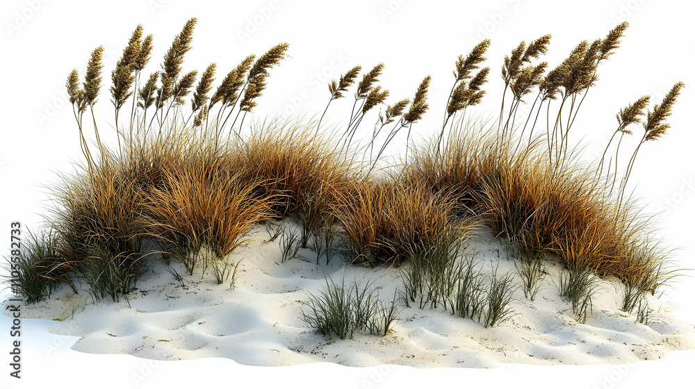 Beach Dune Grasses: Golden Sands, Coastal Plants, Windswept Beauty Beach Dune Grasses: Golden Sands, Coastal Plants, Windswept Beauty