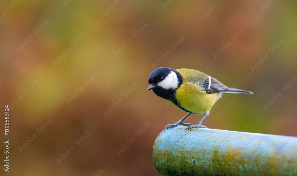 A stunning image of a great tit (Parus major) perched on a metal pipe, preparing to take flight, with a vibrant autumn backdrop in shades of red and brown