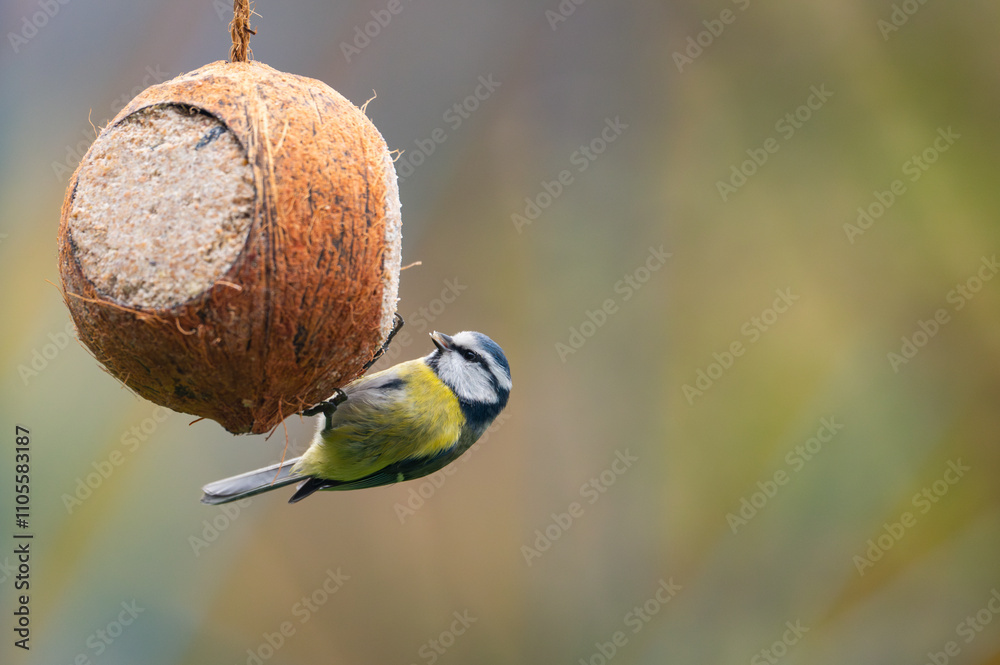 A delightful close-up of a Eurasian blue tit (Cyanistes caeruleus) hanging on a coconut filled with suet and seeds, gazing directly into the camera, capturing a perfect winter feeding moment