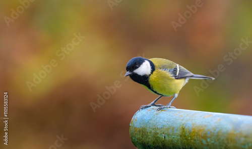 Obraz na płótnie A stunning image of a great tit (Parus major) perched on a metal pipe, preparing to take flight, with a vibrant autumn backdrop in shades of red and brown w salonie