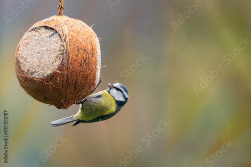Obraz na płótnie A delightful close-up of a Eurasian blue tit (Cyanistes caeruleus) hanging on a coconut filled with suet and seeds, gazing directly into the camera, capturing a perfect winter feeding moment w salonie