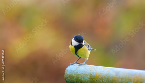 A stunning image of a great tit (Parus major) perched on a metal pipe, preparing to take flight, with a vibrant autumn backdrop in shades of red and brown