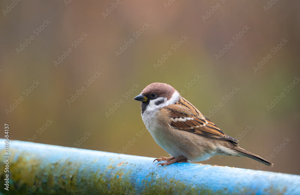 A close-up of a Eurasian tree sparrow (Passer montanus) perched on a metal pipe, showcasing its distinctive markings and adaptability to urban environments