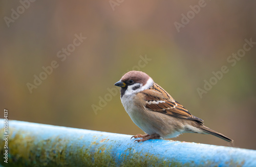 Obraz na płótnie A close-up of a Eurasian tree sparrow (Passer montanus) perched on a metal pipe, showcasing its distinctive markings and adaptability to urban environments w salonie