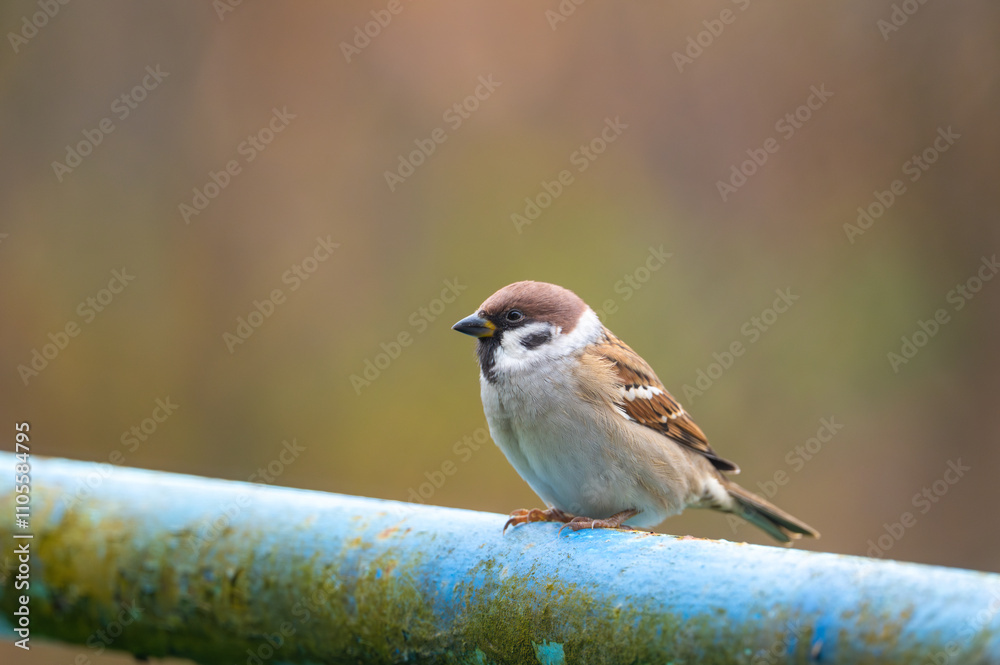A close-up of a Eurasian tree sparrow (Passer montanus) perched on a metal pipe, showcasing its distinctive markings and adaptability to urban environments