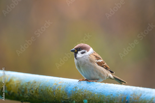 A close-up of a Eurasian tree sparrow (Passer montanus) perched on a metal pipe, showcasing its distinctive markings and adaptability to urban environments