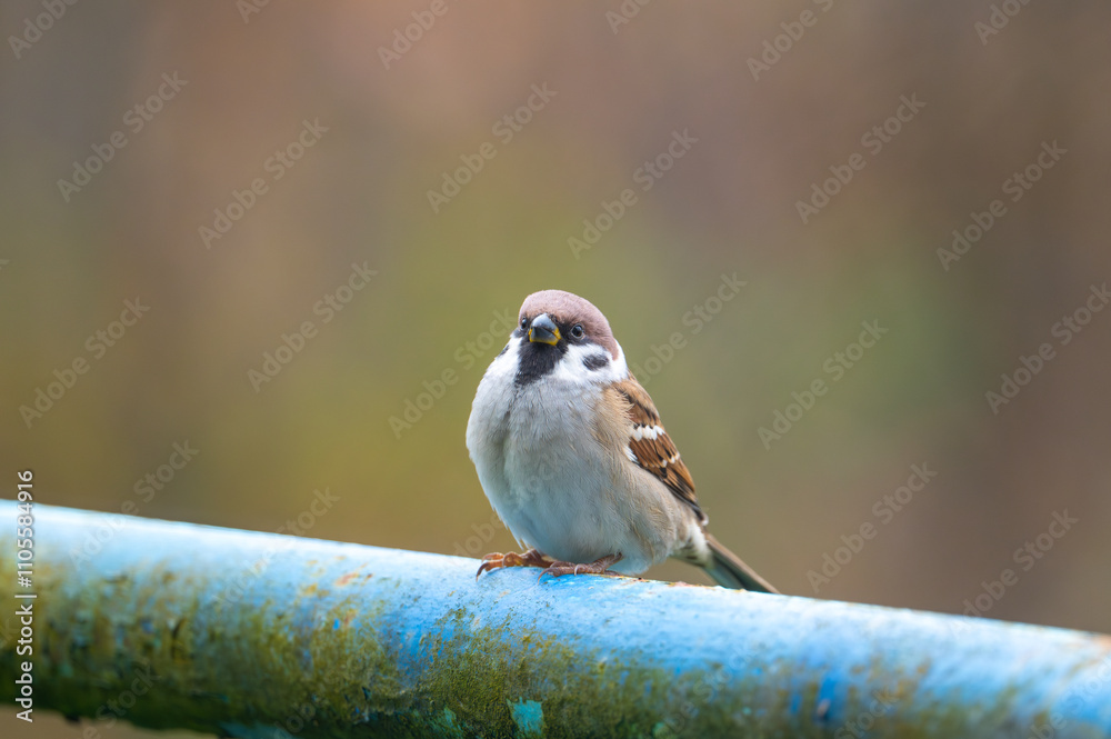 A close-up of a Eurasian tree sparrow (Passer montanus) perched on a metal pipe, showcasing its distinctive markings and adaptability to urban environments