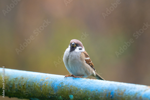 Obraz na płótnie A close-up of a Eurasian tree sparrow (Passer montanus) perched on a metal pipe, showcasing its distinctive markings and adaptability to urban environments w salonie