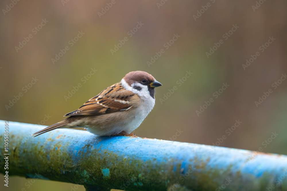 A close-up of a Eurasian tree sparrow (Passer montanus) perched on a metal pipe, showcasing its distinctive markings and adaptability to urban environments