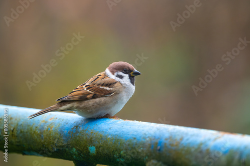 Obraz na płótnie A close-up of a Eurasian tree sparrow (Passer montanus) perched on a metal pipe, showcasing its distinctive markings and adaptability to urban environments w salonie