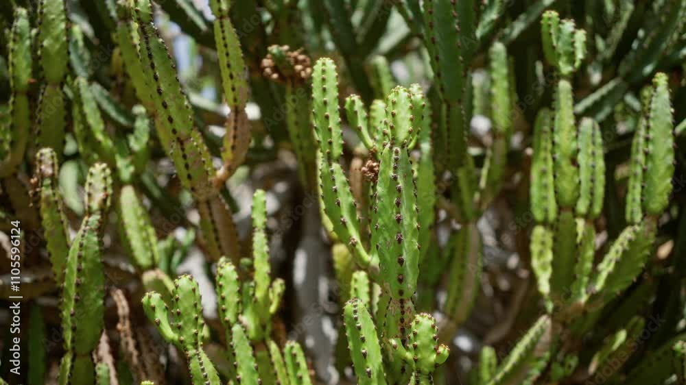 Closeup of a large dense cluster of canary islands native euphorbia canariensis cacti in an outdoor daylight cactus garden in lanzarote Closeup of a large dense cluster of canary islands native euphorbia canariensis cacti in an outdoor daylight cactus garden in lanzarote