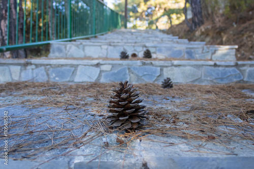 Close-up of brown pine cone and dry needles on stone staircase