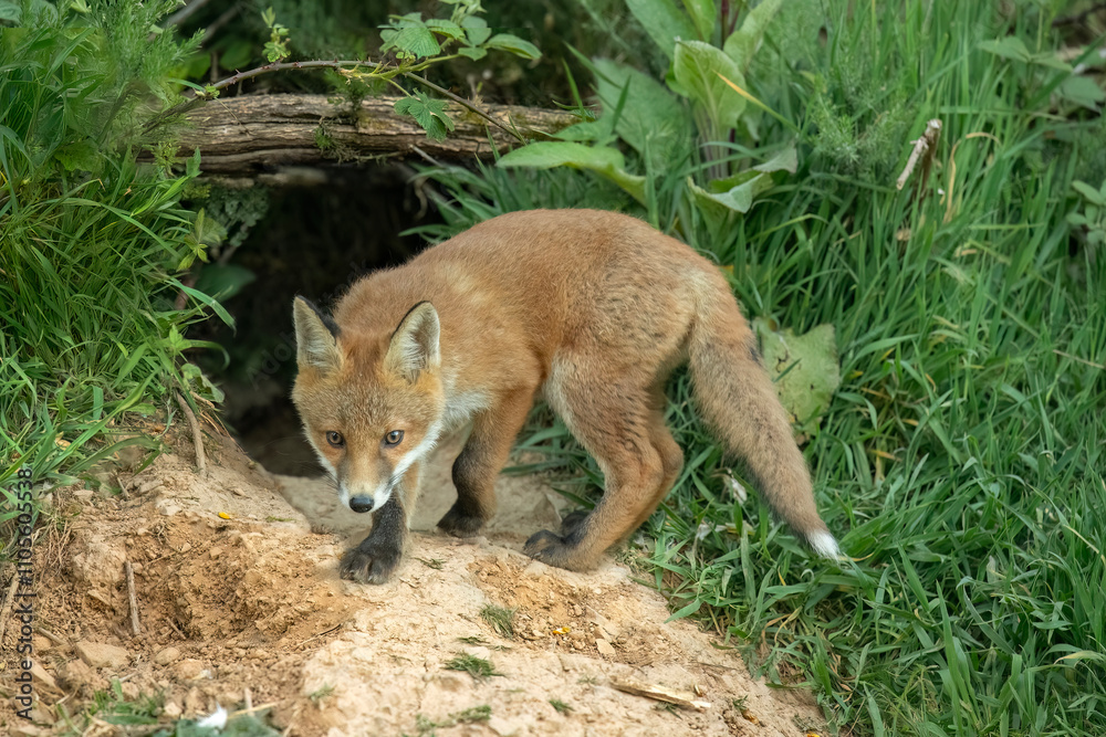 Fototapeta premium wild red fox cub exploring near its den