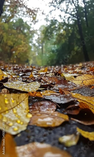 A serene path covered with wet autumn leaves, capturing the essence of a rainy day in nature.