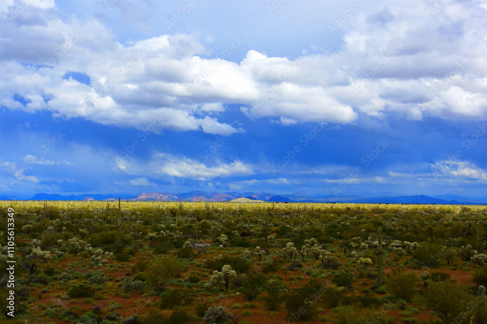 Central Sonora Desert Arizona Central Sonora Desert Arizona